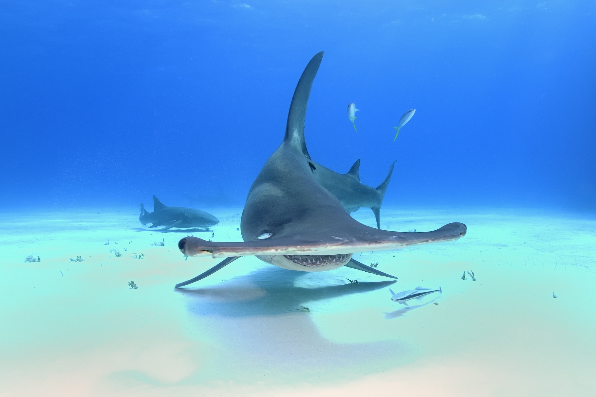 What's in a name? HammerHead Logic